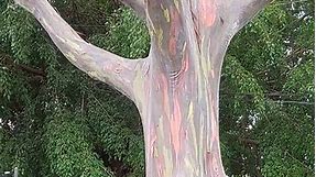 Stunning Rainbow Eucalyptus Tree in a Backyard - Nature's Colorful Masterpiece