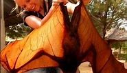 The Giant Flying Fox | Nature's Most Impressive Bat Species