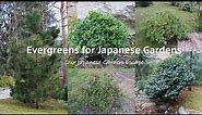 Five Essential Evergreens for Your Japanese Garden | Our Japanese Garden Escape