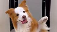 Dog selfie time! 🐶💛