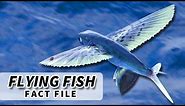 Flying Fish Facts: the FISH that FLIES | Animal Fact Files