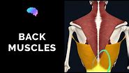 Muscles of the Back (3D Anatomy Tutorial) | UKMLA | CPSA