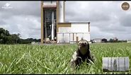 Gérard steals the show: Sloth appears at Jupiter Mission launch site during broadcast