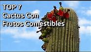 7 Cactus Con Frutos Comestibles