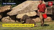 Mother elephant asks zookeepers to help wake calf in adorable video | Elephant interaction video
