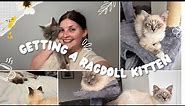 BRINGING HOME OUR LYNX RAGDOLL KITTEN - with a 1 year old Bluepoint Ragdoll