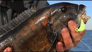 Blackfish Jigging - When Should You Set the Hook?