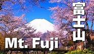 富士山と桜 Mt. Fuji Cherry Blossoms 春の富士山（sakura)、忍野村と西湖いやしの里根場 日本の桜 桜の名所 世界遺産 富士山観光 山梨観光 Oshino Village