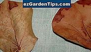 Identificación de la hoja del árbol ornamental 🌱 Tips Jardineros - Es.ezGardenTips.com