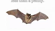 Bumblebee Bat: The Tiniest Mammal