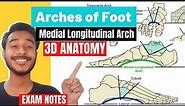 Arches Of Foot Anatomy 3D | Medial Longitudinal Arch Anatomy | lateral longitudinal arch of foot