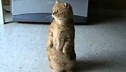 Cat Standing Up