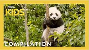 Learn About the 7 Continents! | Destination World | 20 Minutes | @natgeokids Compilation