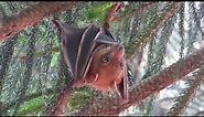 Short-Nosed Fruit Bat