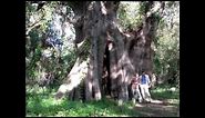Worlds Largest Bald Cypress Tree, Louisiana