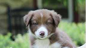 Border Collie Puppies for Sale