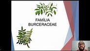 Famílias botânicas: Burseraceae, a família das árvores aromáticas