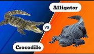Crocodile VS Alligator - What's The Difference?