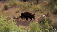 Bison and Her Calf Battle Wolves | North America