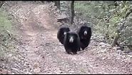 Sloth Bears having fun in Ranthambore National Park