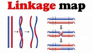 Linkage map | gene mapping