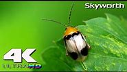 4K Ultra HD | Skyworth UHD Demo: Microscopic Beauty