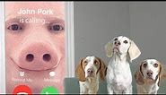 Dogs Figure Out Why John Pork is Calling! Funny Dogs Maymo, Potpie & Indie