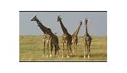 Safari animals of Kenya