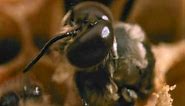 For the Juniors: Bee life cycle - ABC Education