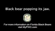 Florida Black Bear Sounds: Popping Jaw