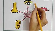 How to draw 5 sense organs || Sense organs drawing for kids