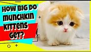 Munchkin Cats | How Big Do Munchkin Kittens Get?