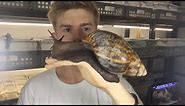 The biggest Snail you ever see 😱😱!