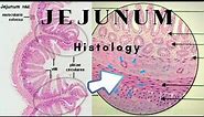 Histology of Jejunum