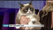 World famous Grumpy Cat dies at age 7