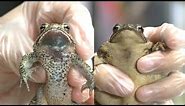 Know Your Toads: Houston Toad vs Gulf Coast Toad