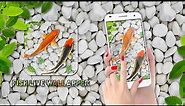 Fish Live Wallpaper Aquarium 2023 - koi Background Live Water Effect