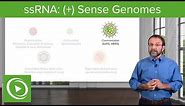 Positive-sense Single-stranded RNA ((+)ssRNA) Virus – RNA Virus Genomes – COVID-19 | Lecturio