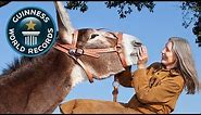 World's Tallest Donkey - Guinness World Records - Guinness World Records