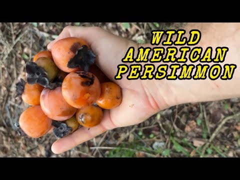 Wild American Persimmon - So much better than Fuyu or Hachiya