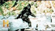Hunting Bigfoot: Uncovering the Elusive Truth (S4) | History's Greatest Mysteries