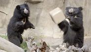 Silly Sloth Bears' Playful Debut