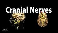 Cranial Nerves: Basic Anatomy, Functions, Effects of Damage, and Clinical Tests, Animation
