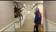 World's largest Spider Ever