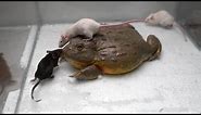 Giant African Bullfrog eats adult mice. Warning live feeding!!!