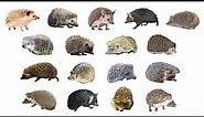 ðŸ¦” Types Of Hedgehogs | 17 Different Hedhehog Species #hedhehogs