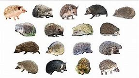 🦔 Types Of Hedgehogs | 17 Different Hedhehog Species #hedhehogs