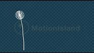Dandelion Blowing | After Effects Animation
