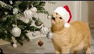 Cats vs Christmas tree funny compilation 2022 || PETASTIC 🐾
