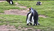 King Penguins Mating